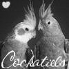 Cockatiels avatar