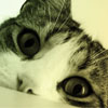 Kitty Closeup avatar
