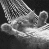 Kitty in a Hammock avatar
