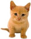 Orange kitten avatar