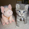 Piggy and Kitten 12 22 avatar