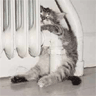 Radiator Kitten avatar
