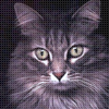 Serious moggy avatar