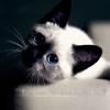 Siamese cat avatar