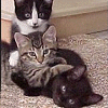Three Kittens avatar