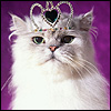 Tiara Cat avatar