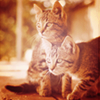 Tortoise shell cats avatar