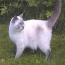 White cat avatar