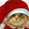 Xmas Cat avatar
