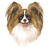 Papillon Dog avatar