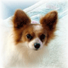 Papillon On A Rug avatar