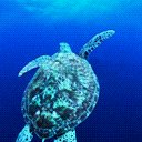 Grab A Shell Dude avatar