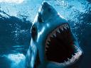 Great white shark avatar