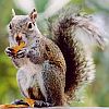 Grey Squirrel avatar