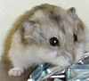 Hamster 2 avatar