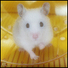 Hamster 3 avatar