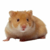 Hamster 5 avatar