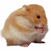 Hamster 6 avatar