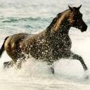Horse In The Water avatar