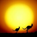 Kangaroo Sunset avatar