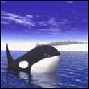 Killer Whale avatar