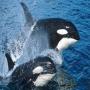 Killer whales avatar