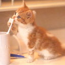 Kitten Brushing Teeth avatar
