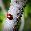 Ladybird on tree avatar