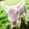 Lamb avatar
