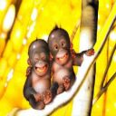 Laughing Apes avatar