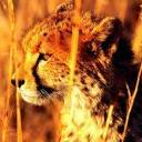 Leopard In The Grass avatar