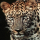 Leopard avatar