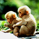 Lil Monkeys avatar