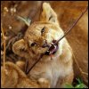 Lion cub avatar