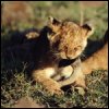Lion cub 2 avatar