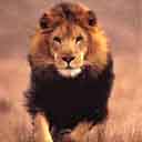 Lion In The Wild avatar