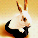 Magic Rabbit avatar