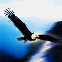 Majestic Eagle avatar