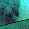 Manatee avatar