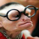 Monkey Wearing Specs avatar