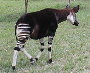 Okapi (closest relative to the giraffe) avatar