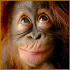 Orangutan avatar