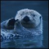 Otter avatar