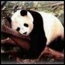 Panda Tired avatar