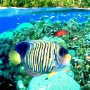 Paradise Fish avatar