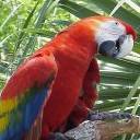 Parrot Standing avatar