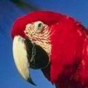 Parrot Wink avatar
