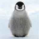Penguin Chick avatar