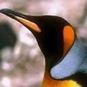 Penguin Looking Up avatar