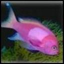 Pink Fish avatar